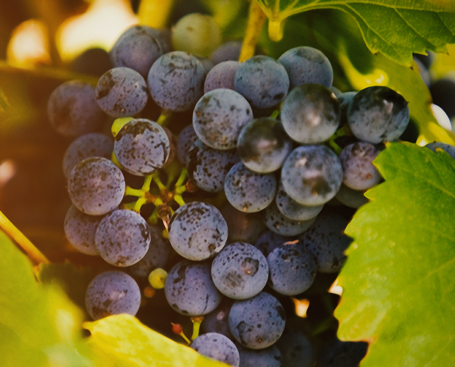 Wirkstoff Vorstellung: Bio-Phytokomplex aus Roten Traubenschalen